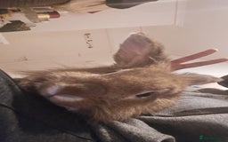 Lionhead rabbits for sale: Lion Head Male Rabbit  - Image 6