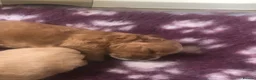 Mixed Breed dogs for sale: Shorkie poo puppies  in Belper - Advert 18