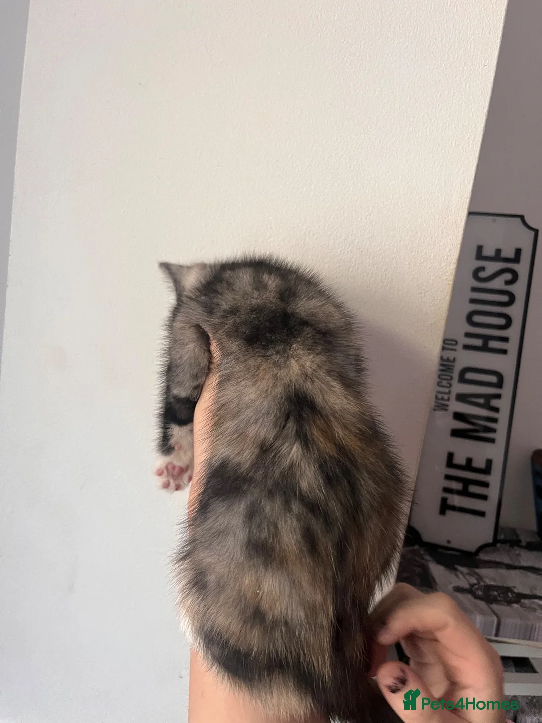 British Shorthair cats for sale: british short hair cross kittens!  - Advert 11