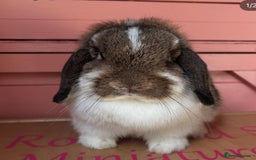 Mini Lop rabbits for sale: Waiting list open for Mini lops & lionlops - Image 4