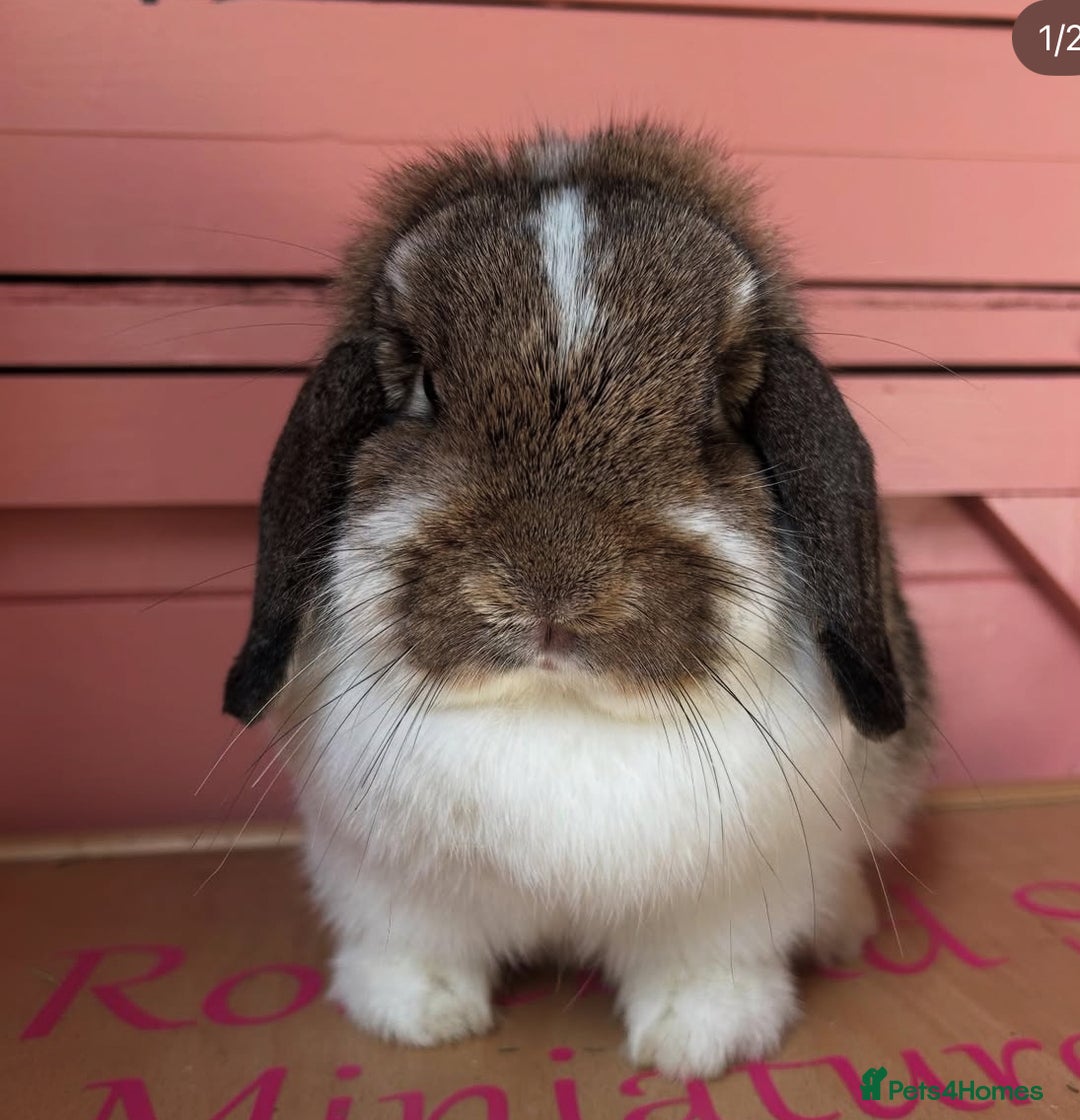 Mini Lop rabbits for sale: Waiting list open for Mini lops & lionlops - Image 4