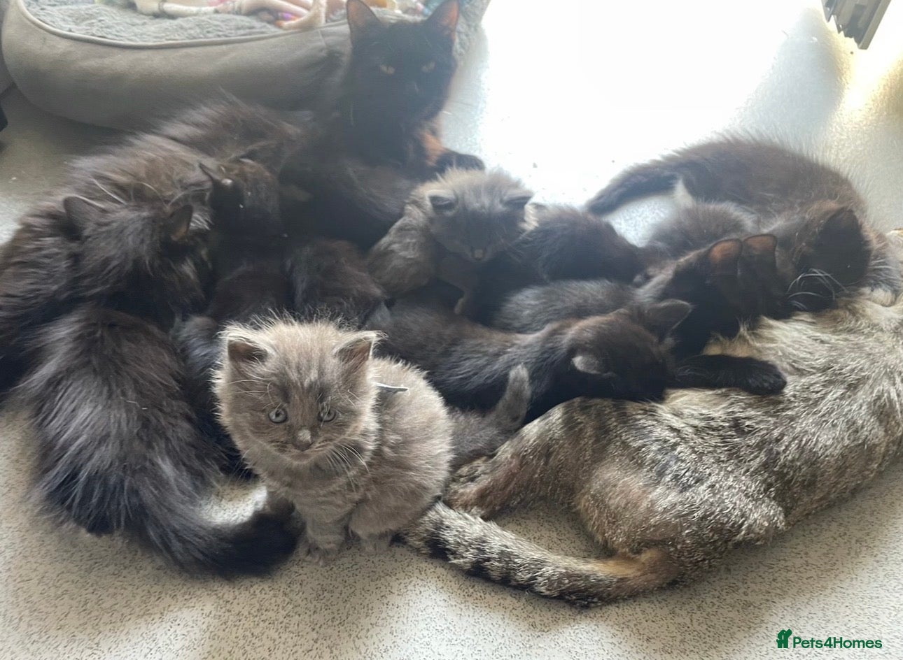 Mixed Breed cats Beautiful fluffy friendly babies - Advert 1
