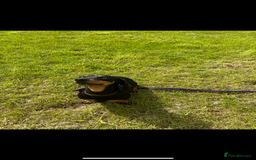 Dachshund dogs for sale: Kiwi Black and Tan dachshund  - Image 5