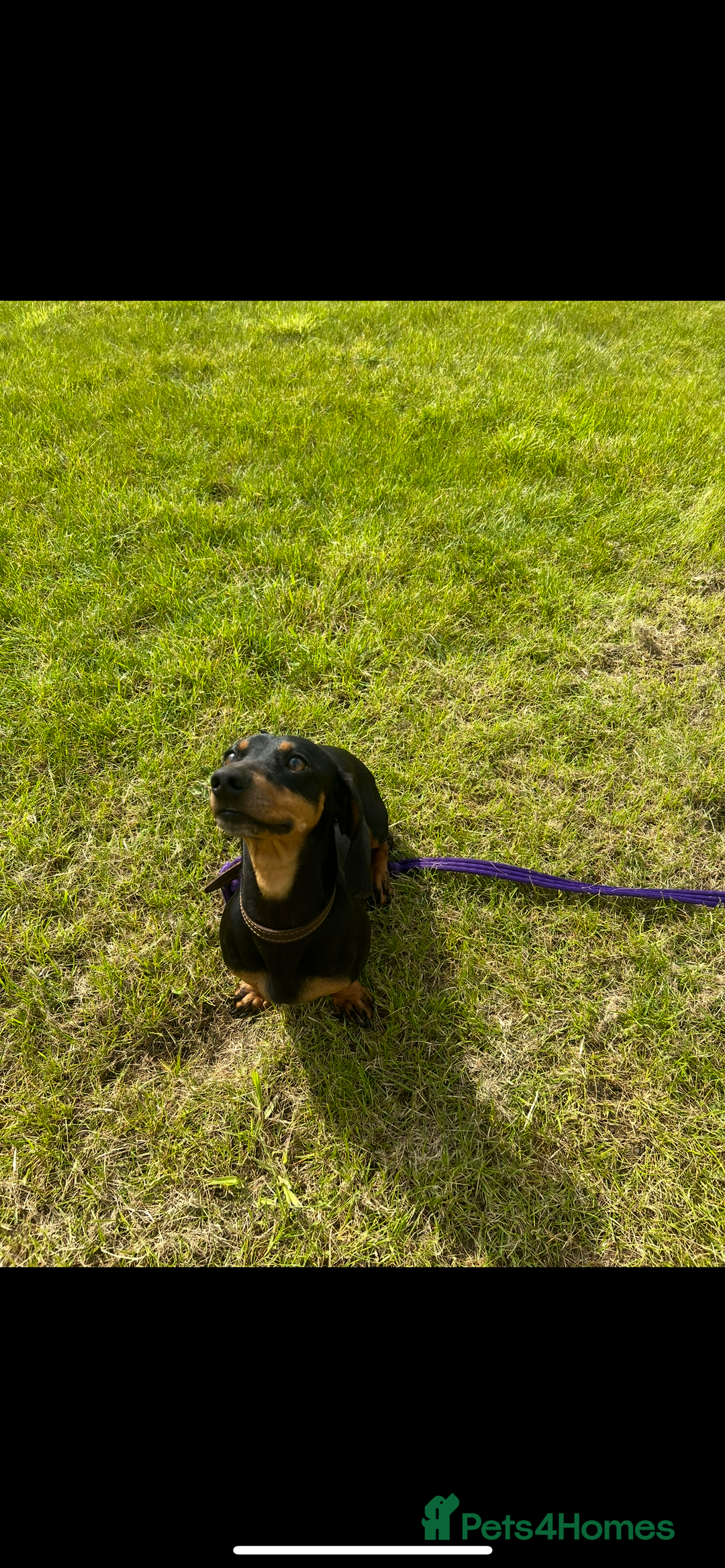 Dachshund dogs for sale: Kiwi Black and Tan dachshund  - Image 5