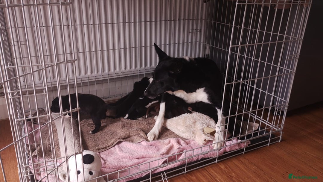 Borador dogs for sale: Beautiful litter of borador pups ready now - Image 1