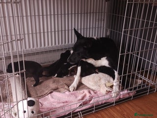 Borador dogs - Advert 13