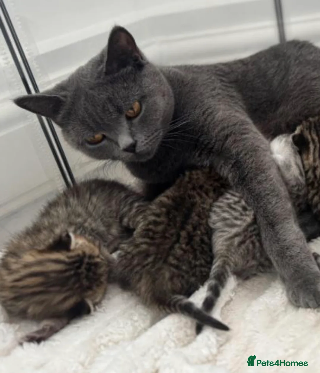 Mixed Breed cats for sale: beautifull kittens ready to go - Advert 9