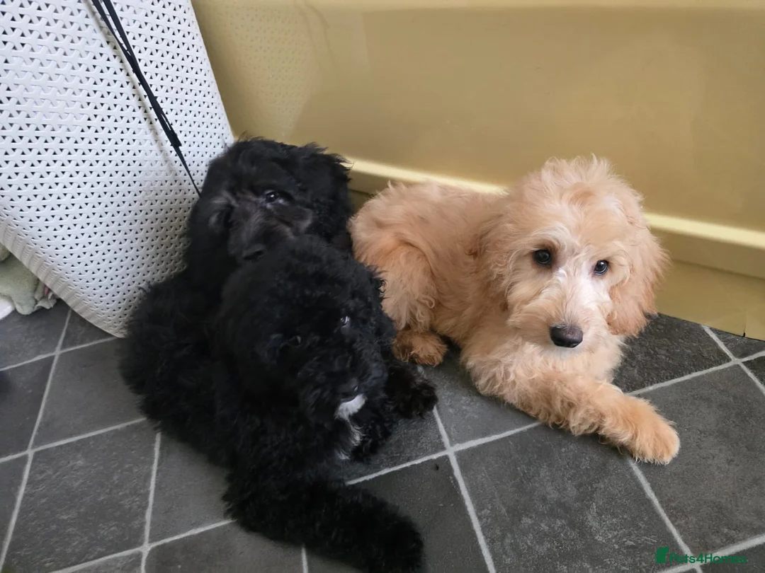 Goldendoodle dogs for sale: Goldendoodle Puppies  in Bolton - Advert 12