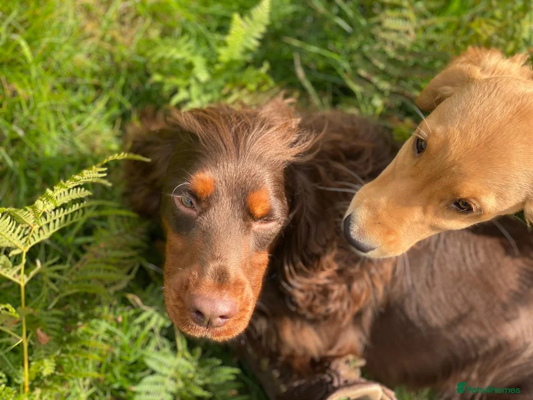 Cocker Spaniel dogs for stud: Sweet natured & handsome cocker stud dog in Bristol - Advert 7