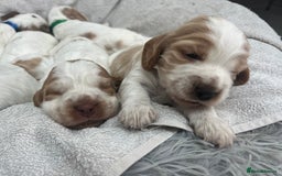 Cocker Spaniel dogs for sale: Beautiful Orange Roan/ Sable Puppies  - Image 2