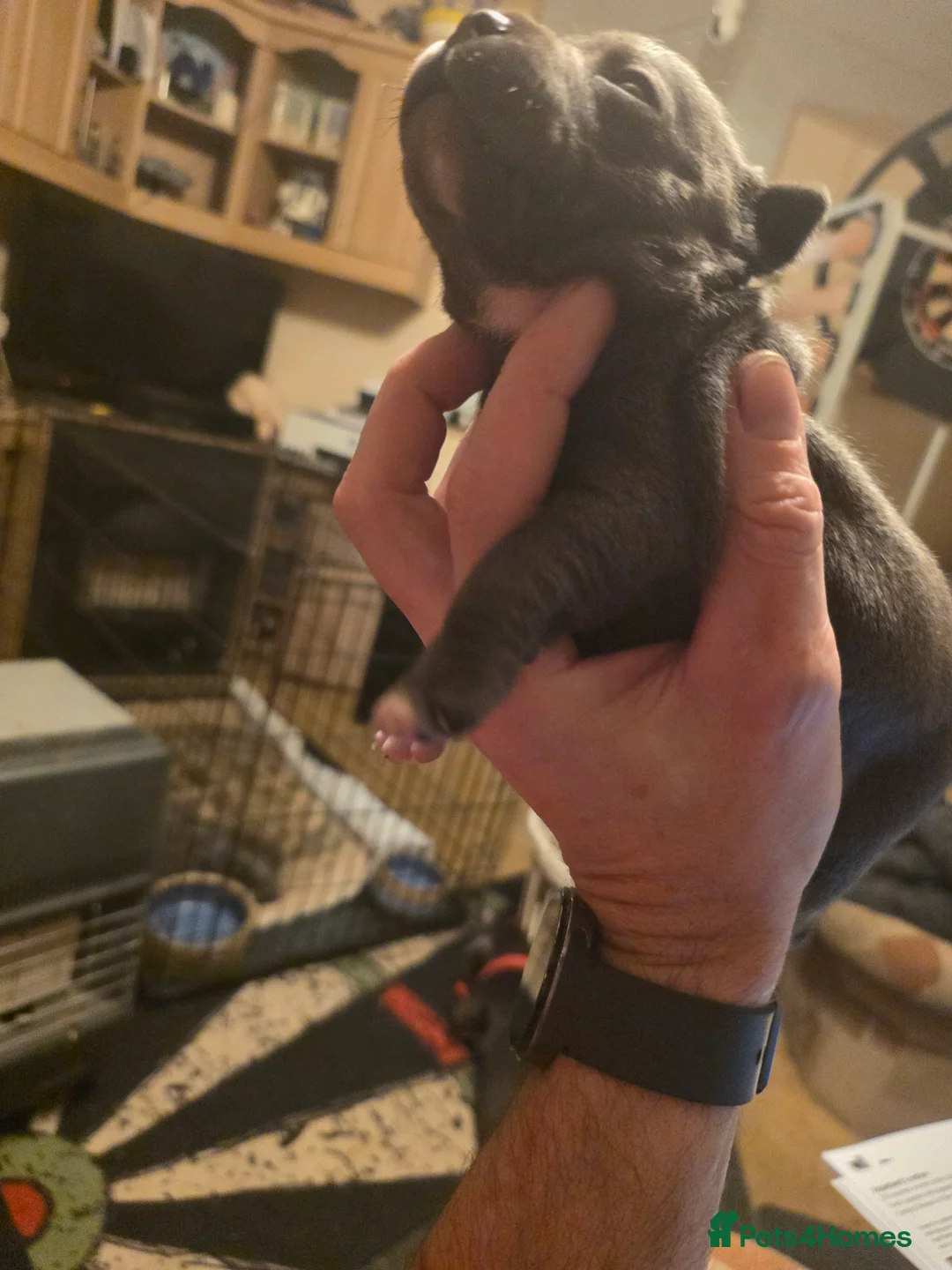 Staffordshire Bull Terrier dogs for sale: Blue Staffordshire Bull Terrier - Advert 16