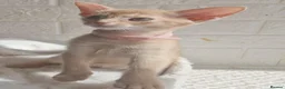 Abyssinian cats for sale: Beautiful Abyssinian Kittens  - Advert 14