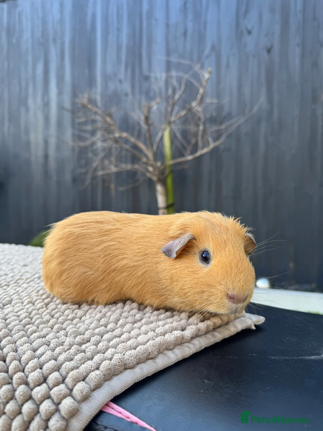 Guinea Pig rodents for sale: Bonded Boy Pigs - Advert 2