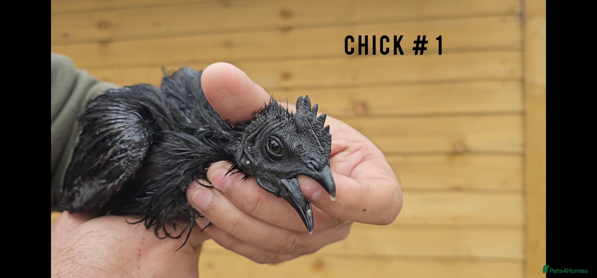Chickens poultry for sale: Pure Indonesian Ayam Cemani Black Tongue in Newport - Advert 2