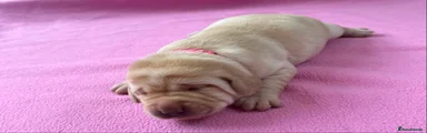 Labrador Retriever Puppy 5