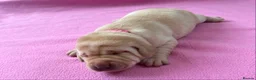 Labrador Retriever dogs for sale: Beautiful cream KC Registered litter  in Westcliff-on-Sea - Advert 6