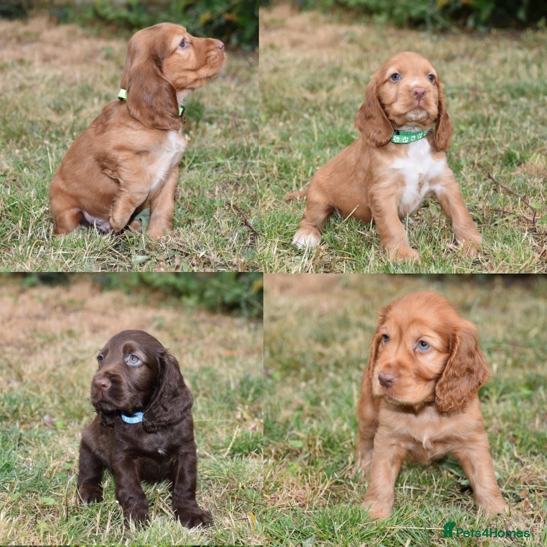 Cocker Spaniel dogs Kc Reg Show Type Cocker Spaniel  Health Tested - Advert 14