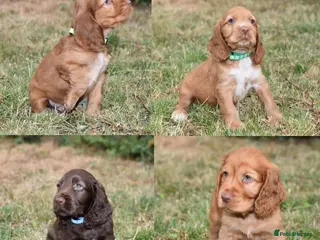 Cocker Spaniel dogs Kc Reg Show Type Cocker Spaniel Health Tested - Advert 14