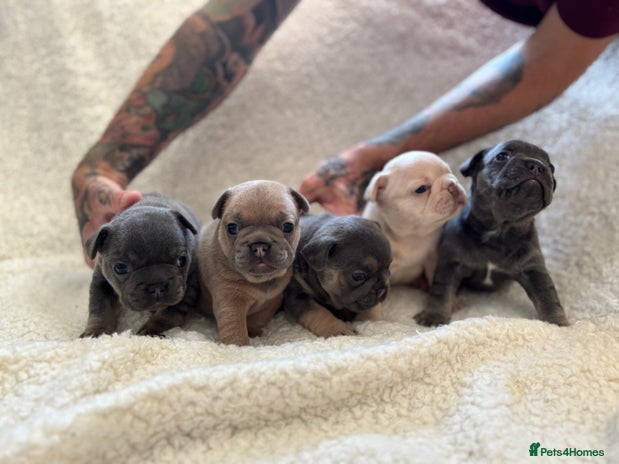 French Bulldog dogs - Advert 13