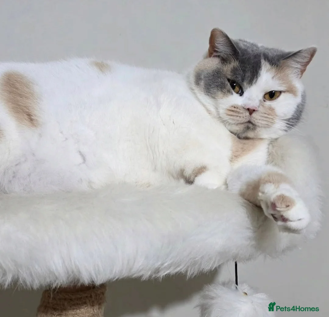 British Shorthair cats for sale: Last tiny teddy Champion British shorthair  - Advert 5