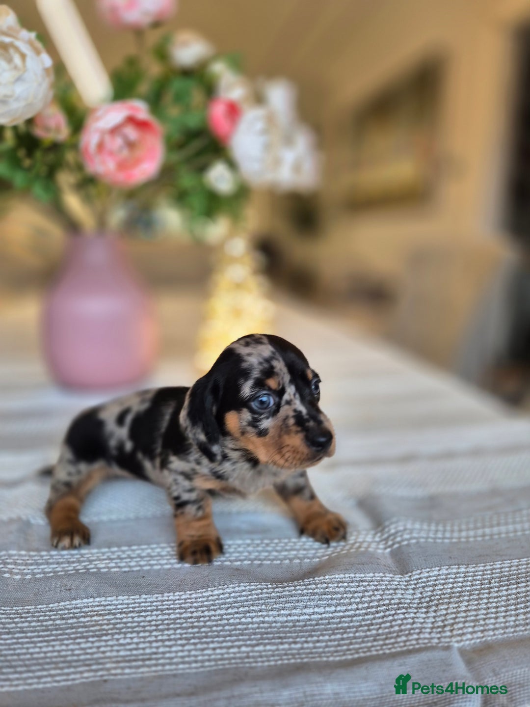Dachshund dogs for sale: 💙Miniature Dachshund puppies! First litter!🩷  - Advert 15