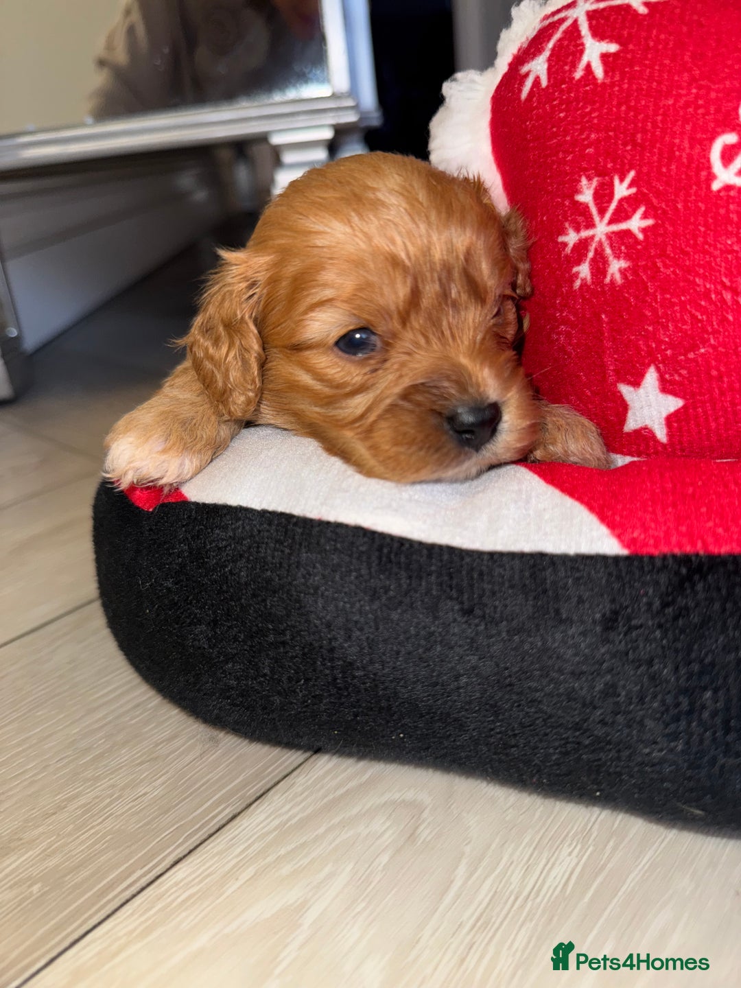 Cavapoo dogs for sale: 🐾 Tiny F1 Cavapoo Puppies – 3 Girls & 1 Boy! 🐾 - Image 9
