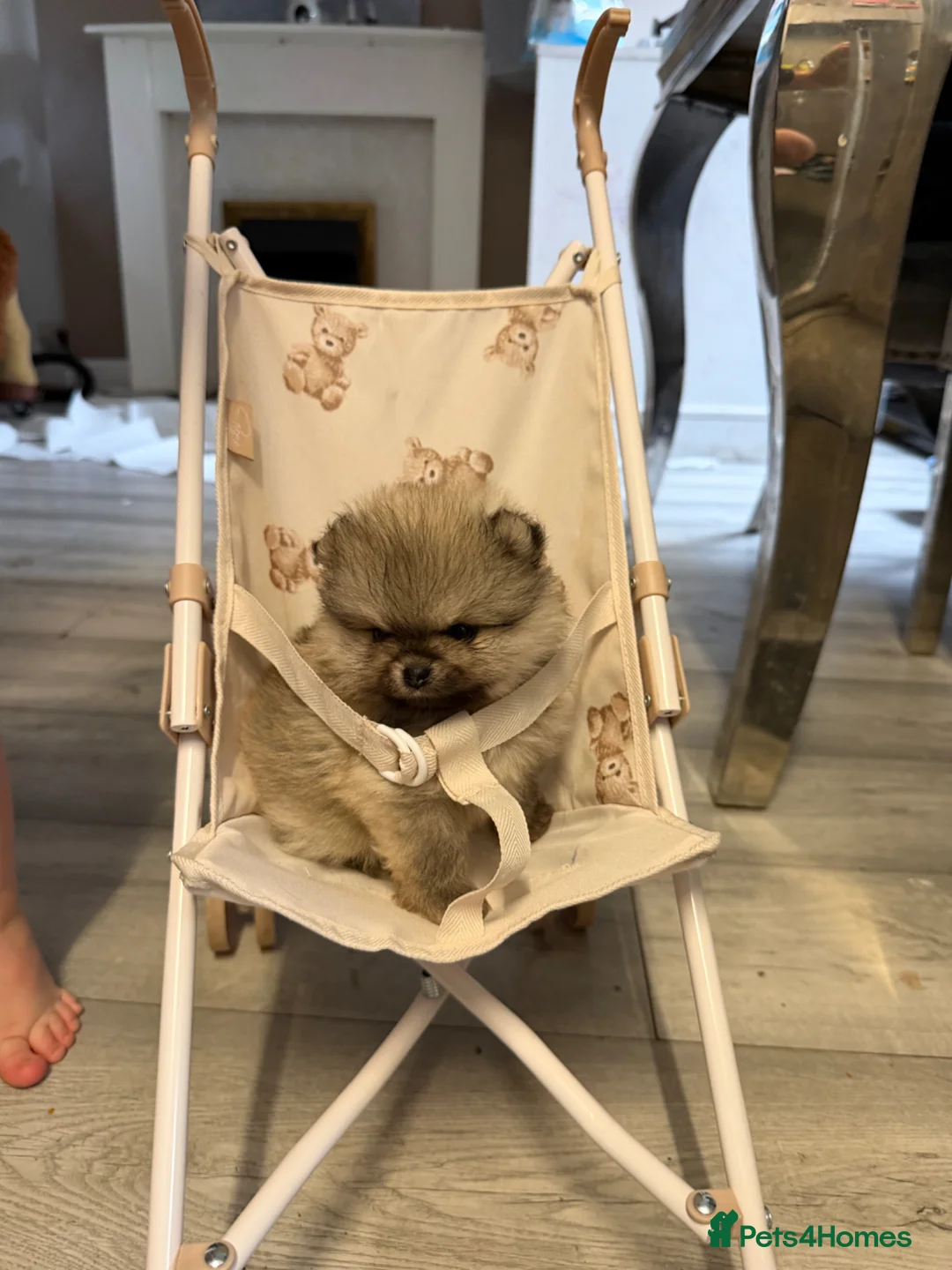 Pomeranian dogs for sale: TINY TEDDY BEAR POMERANIAN GIRL  - Advert 6