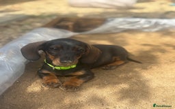 Miniature Dachshund dogs for sale: Miniature Dachshund - Image 4