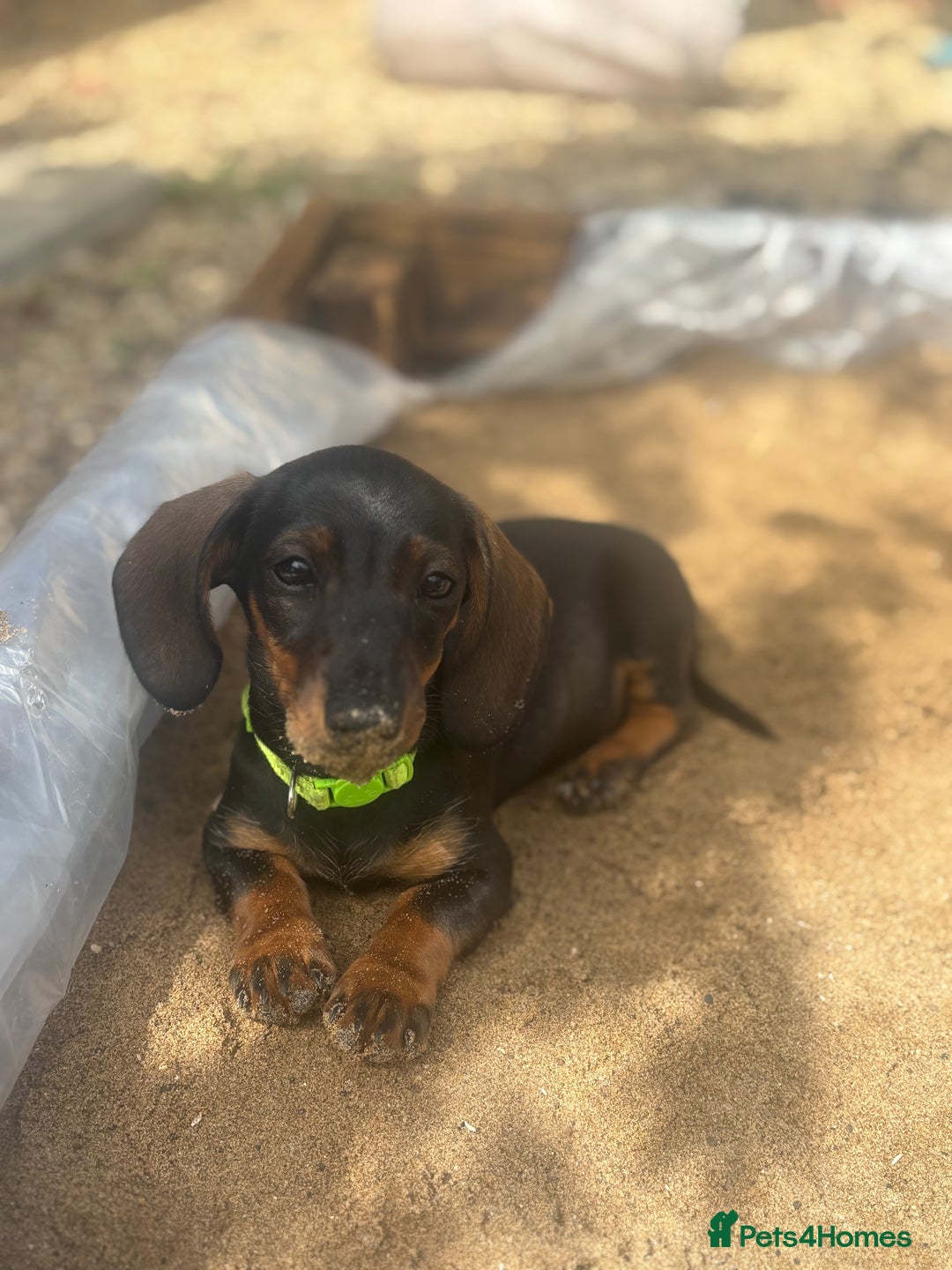 Miniature Dachshund dogs for sale: Miniature Dachshund - Image 4
