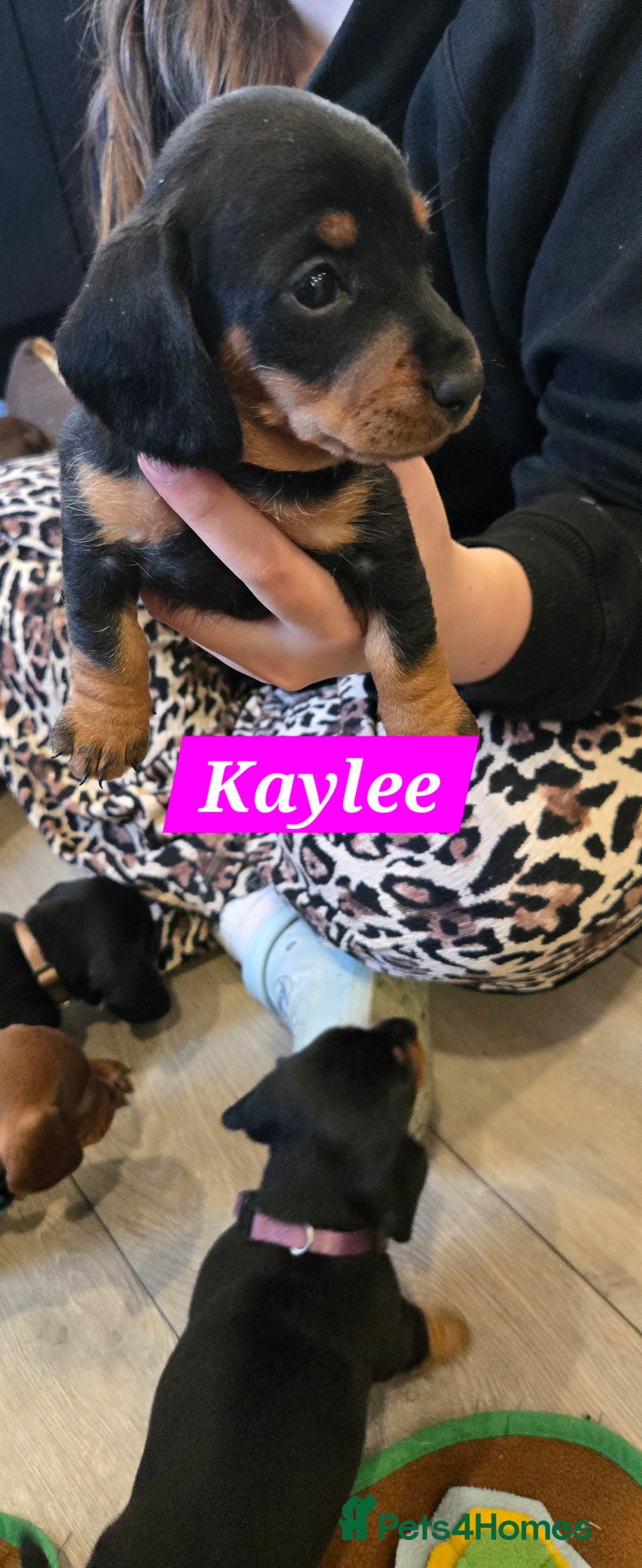 Dachshund dogs for sale: Beautiful Daxis - Advert 15