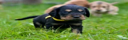 Cocker Spaniel dogs for sale: Stunning Cocker Spaniel Puppies  - Advert 20