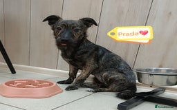 Mixed Breed dogs for adoption: 💖🐶 PRADA 🐶💖 - Image 4