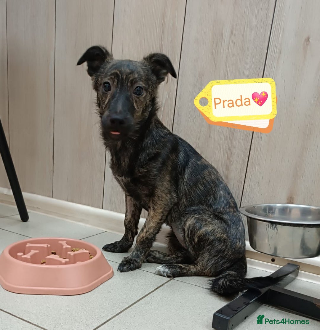 Mixed Breed dogs for adoption: 💖🐶 PRADA 🐶💖 - Image 4