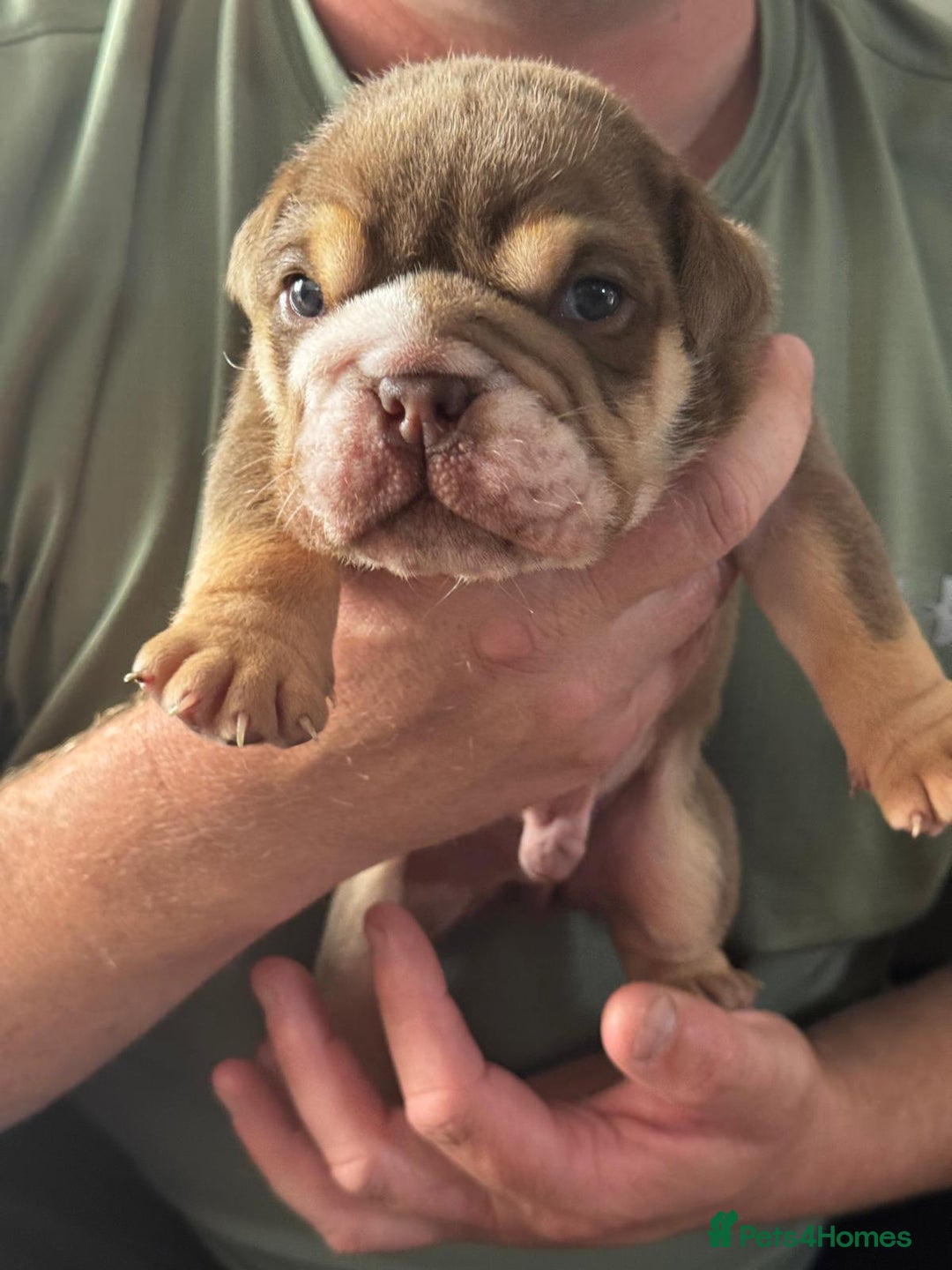 English Bulldog dogs for sale: Bulldog puppy’s  - Image 6