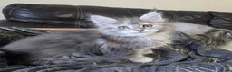 Maine Coon cats for sale: Stunning TICA registered girls - Advert 14