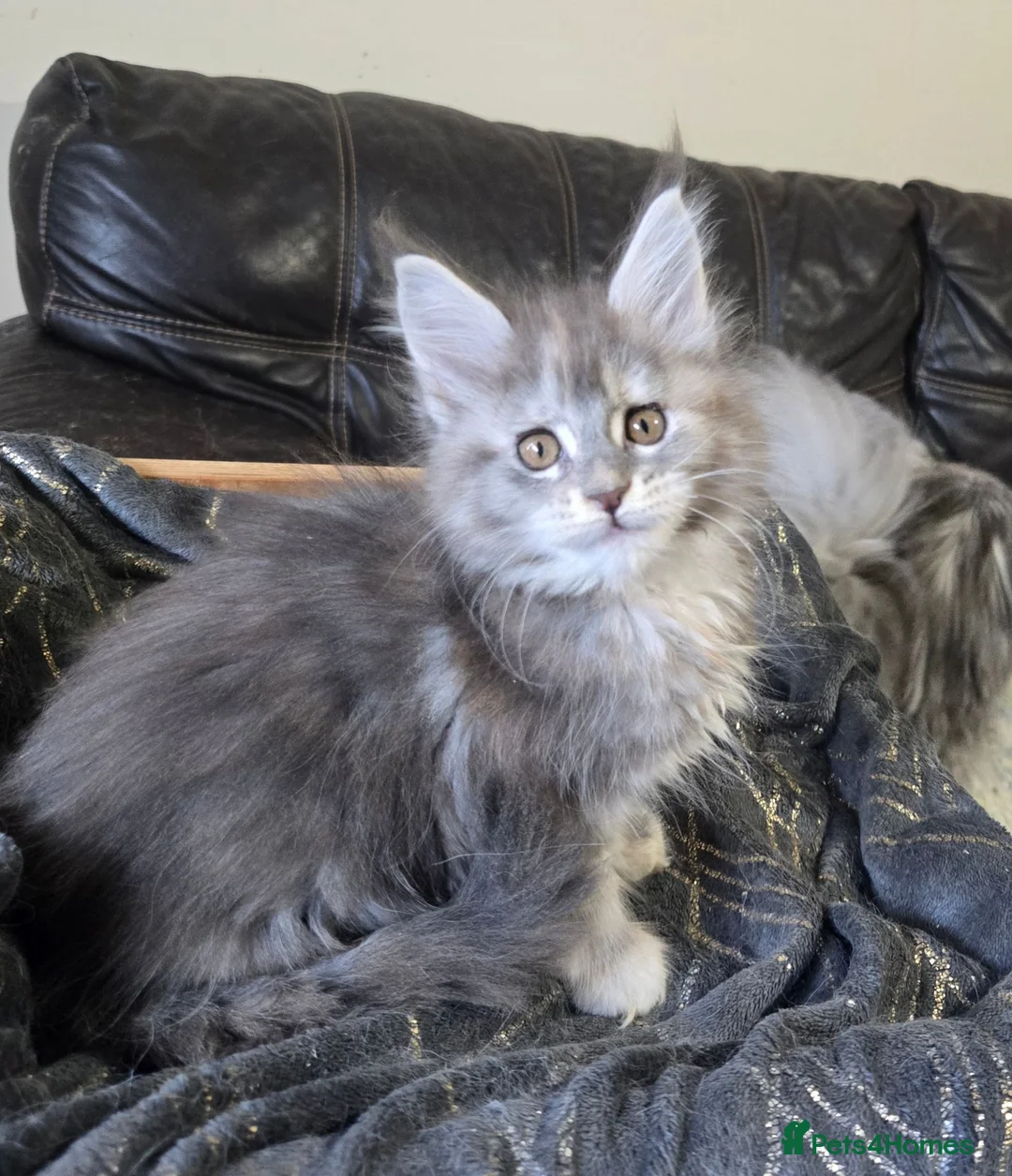 Maine Coon cats for sale: Stunning TICA registered girls - Advert 14