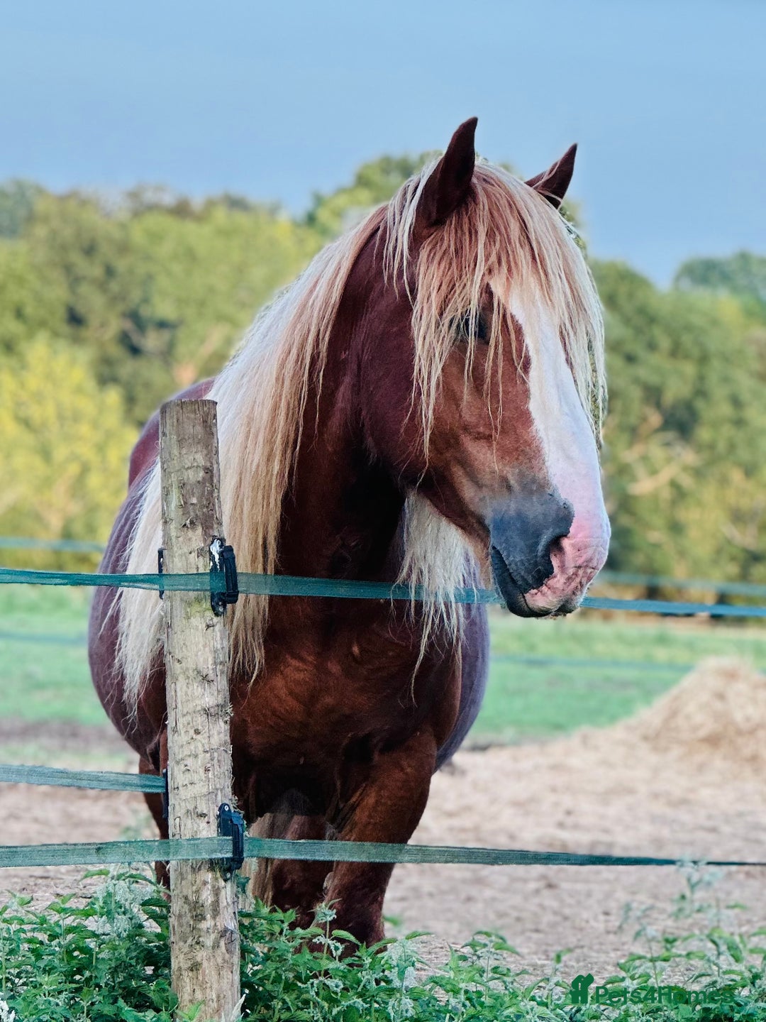 Ardennes horses for sale: For loan - Belgian draft stallion amazing hack  - Image 2