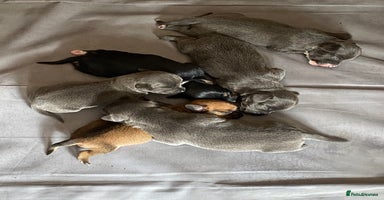 Mixed Breed dogs - Advert 1