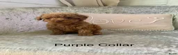 Toy Poodle dogs for sale: 🐩Outstanding Toy Poodle Puppies – Ready to view🐩 - Advert 13