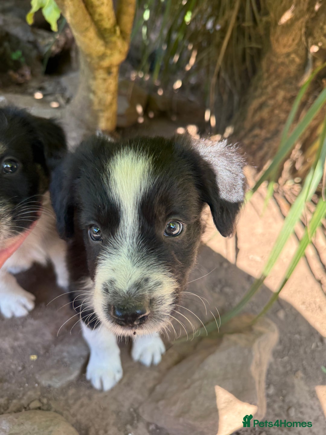 Mixed Breed dogs for sale: Border colllie/bearded collie pups  - Image 18