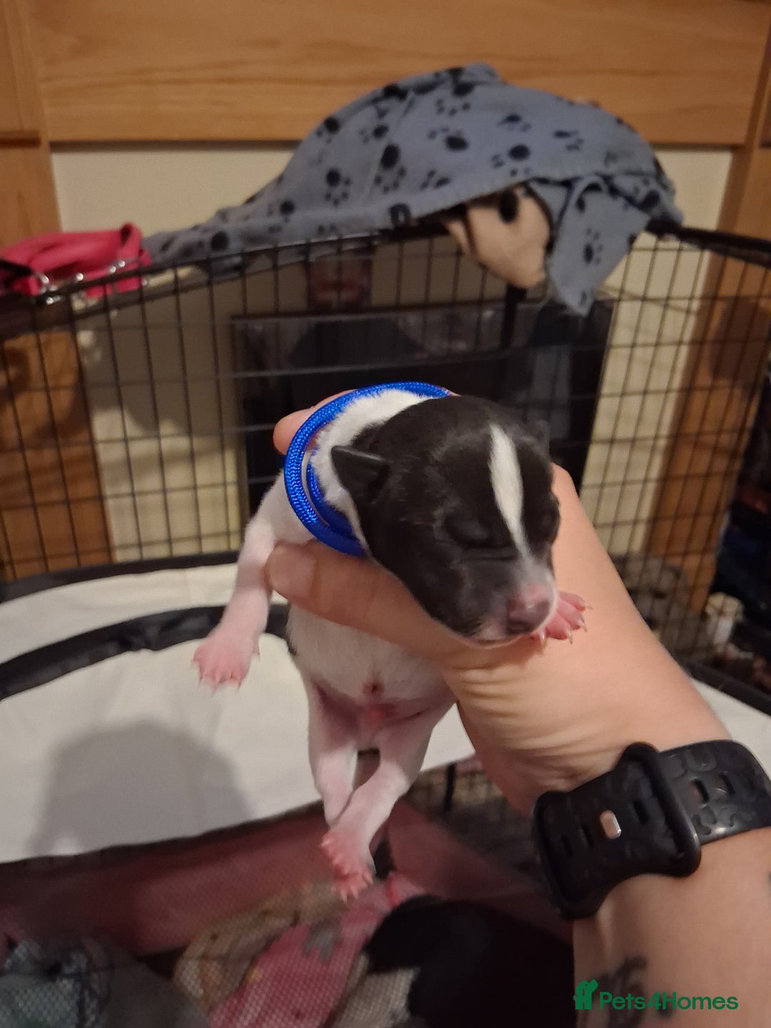 Mixed Breed dogs for sale: Jack Russell cross dachshund puppies  - Image 11