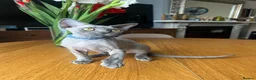 Devon Rex cats for sale: Our beautiful Devon Rex kittens are ready to move  - Advert 8