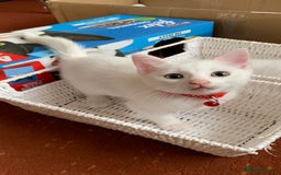 Mixed Breed cats for sale: White Gray and Ragdoll Kittens - Image 32