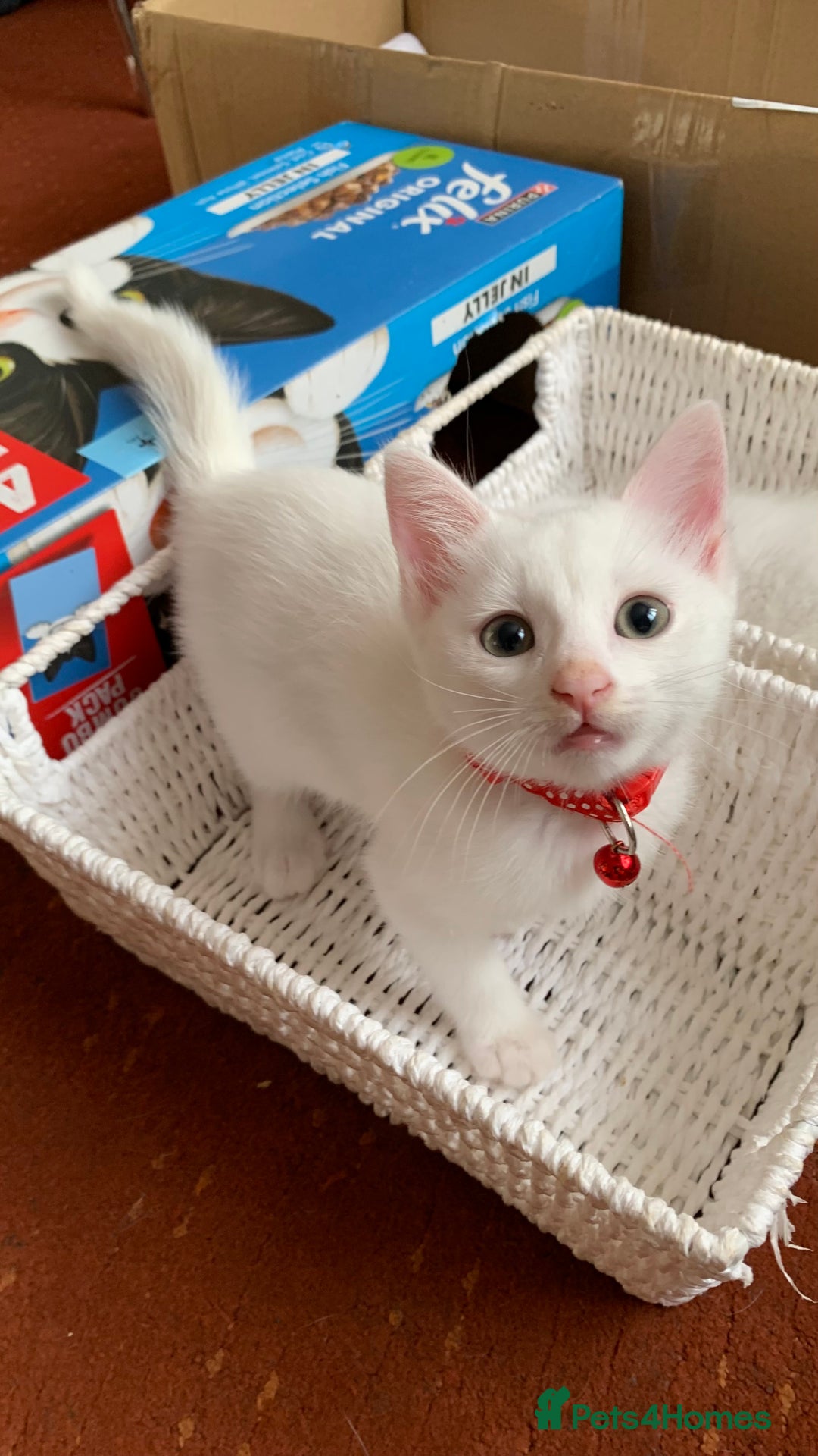 Mixed Breed cats for sale: White Gray and Ragdoll Kittens - Image 32