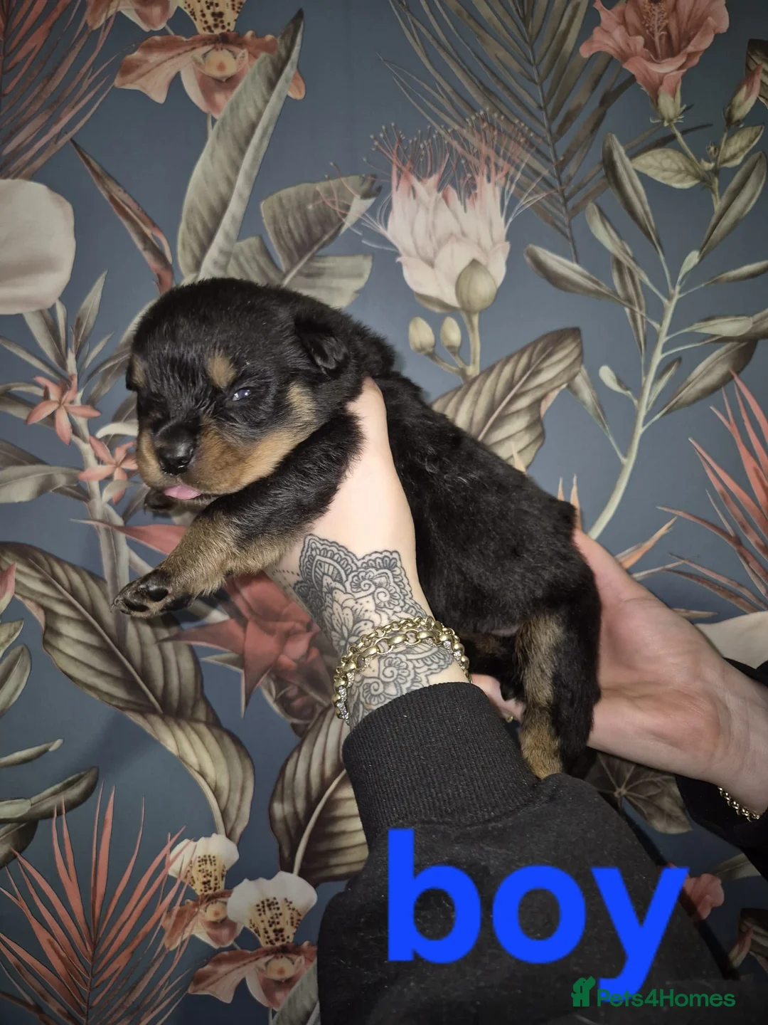 Rottweiler dogs for sale: 1 Left male Exceptional KC Registered Rottweiler  - Advert 17