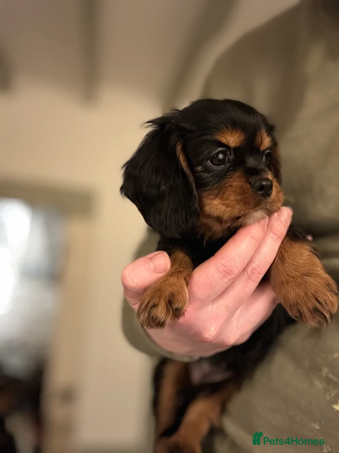 Cavalier King Charles Spaniel dogs for sale: 🐶KC REG, EXTENSIVELY HEALTH TESTED CAVALIER 🐶  - Advert 32