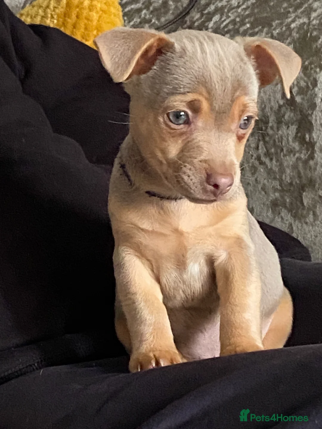 Jack Russell dogs for sale: Much Wenlock Jack Russell Puppies - Advert 1