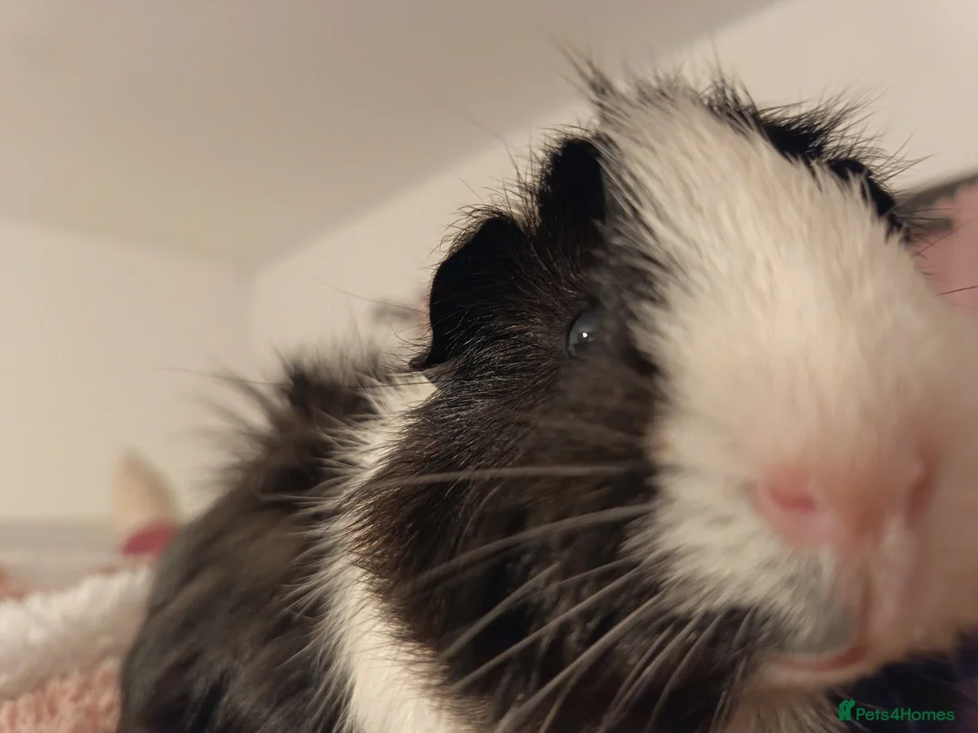 Guinea Pig rodents for sale: 2 lovely male guinea pigs 🐹 (with equipment)  - Advert 2