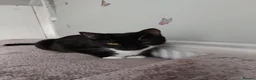 Domestic Shorthair cats for sale: Sabrina tuxedo female  - Advert 8