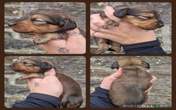 Miniature Dachshund dogs for sale: KC REG LONG HAIR MINIATURE DACHSHUNDS  - Image 4